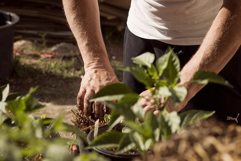 Garden Planting