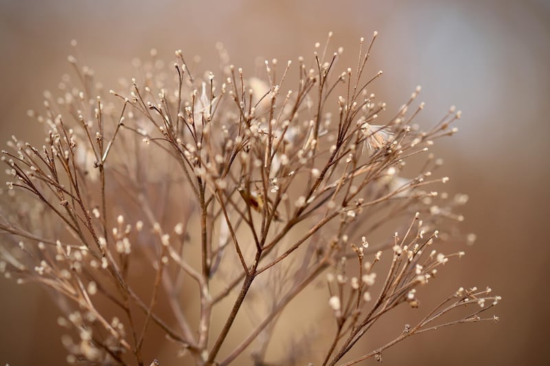 Diverse Plant Species